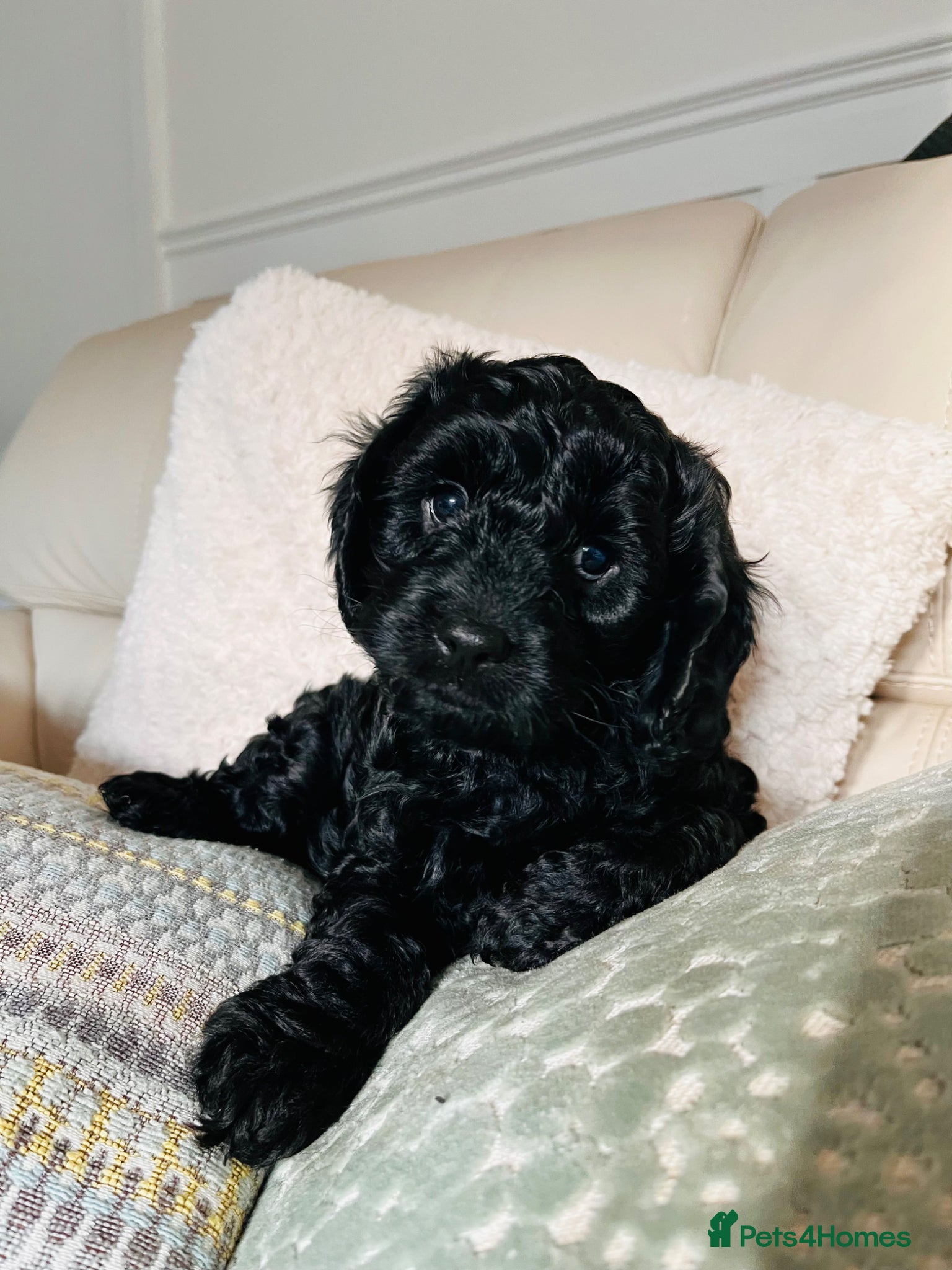Cavapoo dogs Beautiful F1 Cavapoo puppies ONLY ONE LEFT! - Advert 1