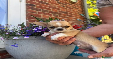 Chihuahua dogs - Advert 9