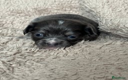 Chihuahua dogs for sale: 3 beautiful long haired Chihuahuas  - Image 1