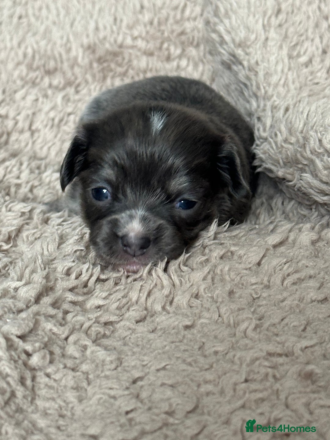Chihuahua dogs for sale: 3 beautiful long haired Chihuahuas  - Image 1