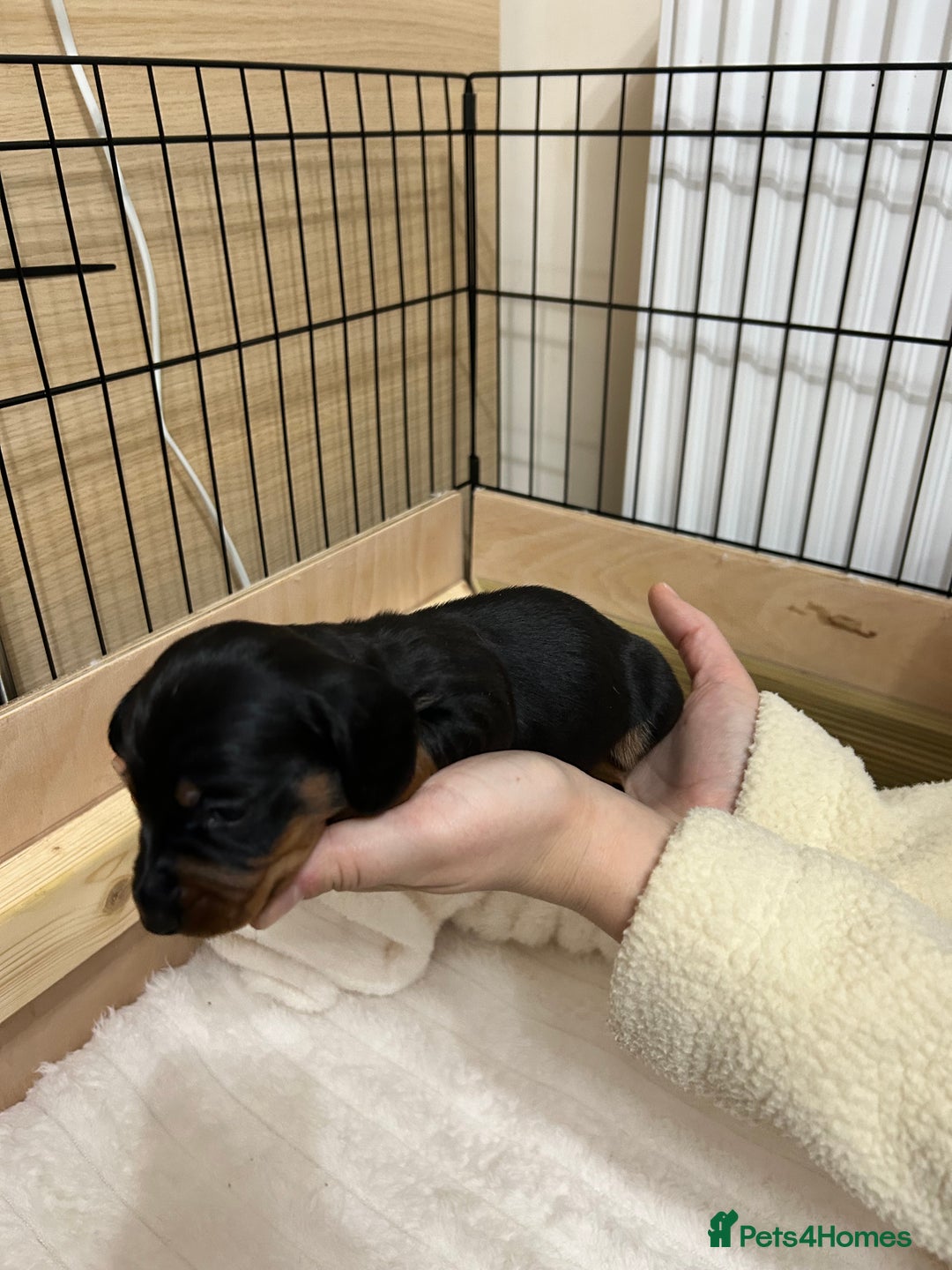Miniature Dachshund dogs for sale: Miniature Dachshunds Ready 6th Feb  - Advert 16