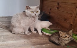 British Shorthair cats for sale: Beautiful British shorthaired kittens  - Image 8