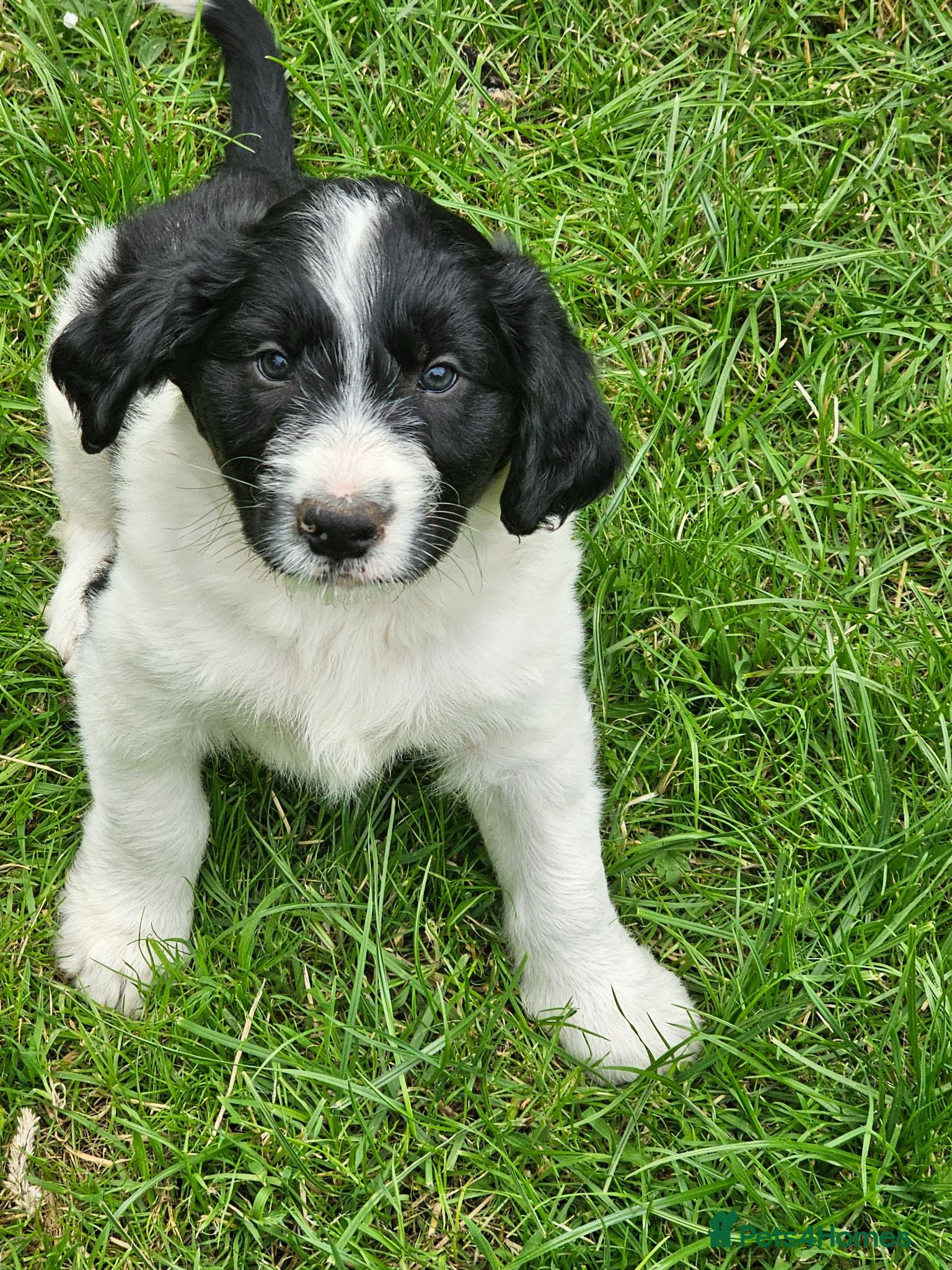 Mixed Breed dogs Handsome Black/white and brown/white boy puppies - Advert 2