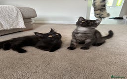 Maine Coon cats for sale: Pedigree Maine CoonsBlack Male & BlackSmoke Female - Image 5
