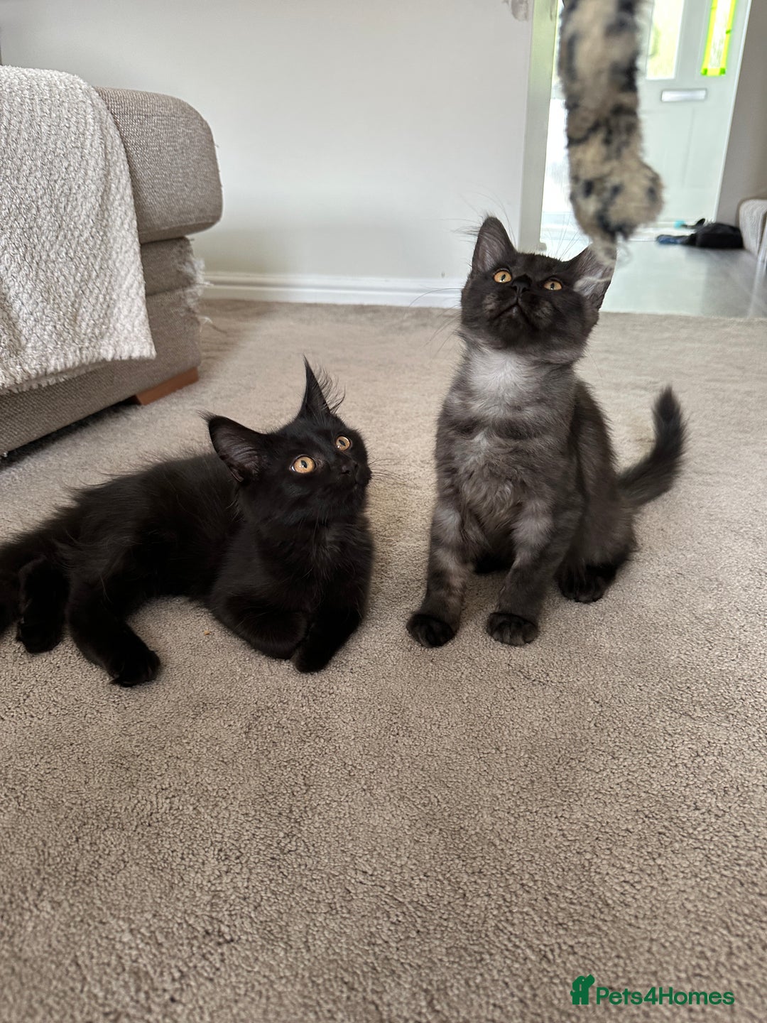 Maine Coon cats for sale: Pedigree Maine CoonsBlack Male & BlackSmoke Female - Image 5