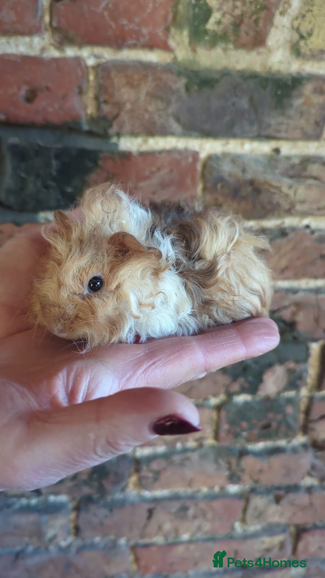 Guinea Pig rodents for sale: Three lovely Lunkarya babies  - Advert 2