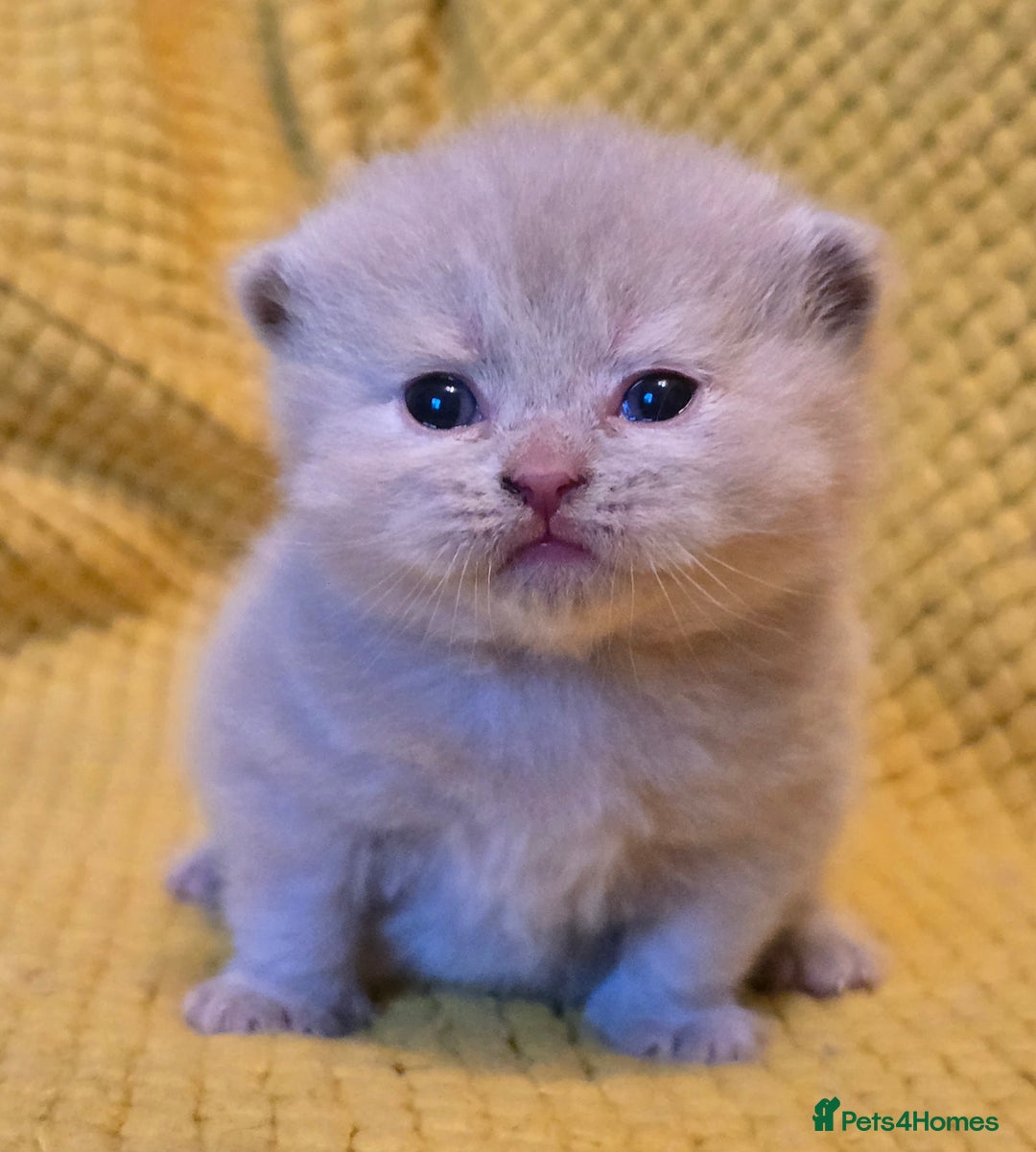 British Shorthair cats for sale: TICA registered British shorthair kittens - Advert 7