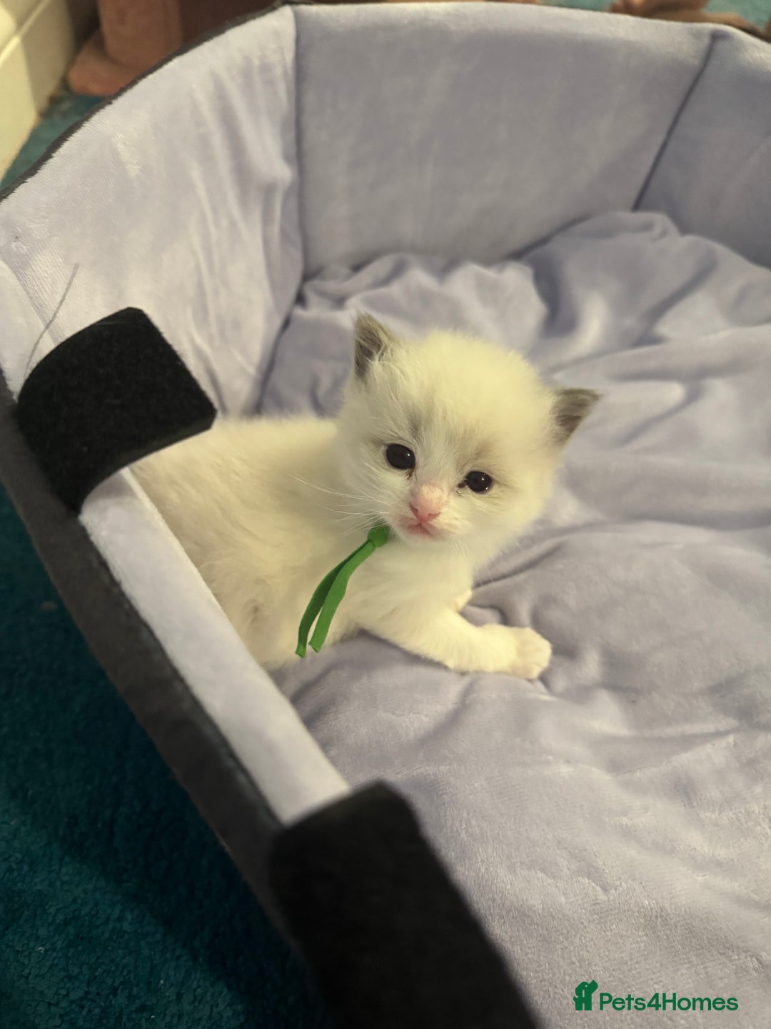Ragdoll cats for sale: Three beautiful blue ragdoll kittens  - Image 6