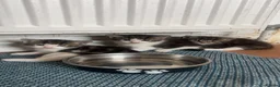 Maine Coon cats for sale: Maine coon Cross - Advert 1