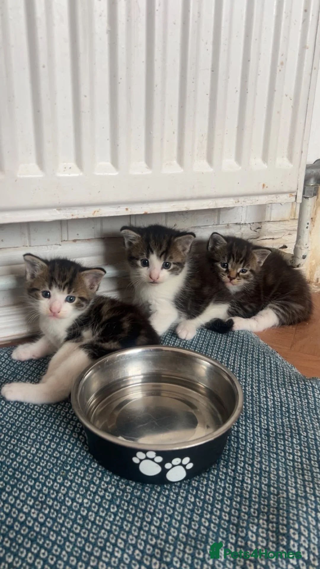 Maine Coon cats for sale: Maine coon Cross - Advert 1
