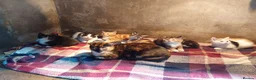 Mixed Breed cats for sale: Kittens for sale  - Advert 2