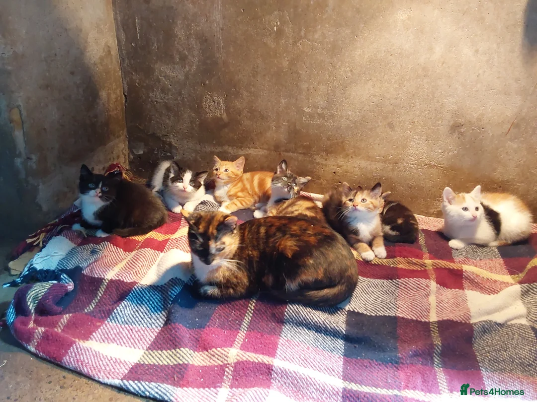 Mixed Breed cats for sale: Kittens for sale  - Advert 2