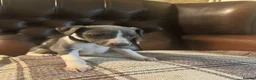 Whippet dogs for sale: 🐾 Exceptional KC Registered Whippet Puppies - Advert 25