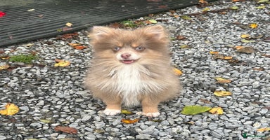 Pomsky dogs - Advert 5