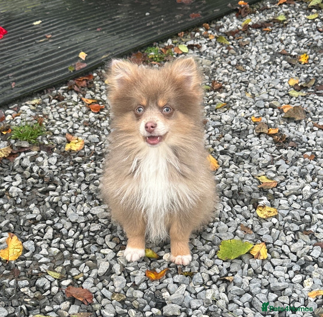 Pomsky dogs for sale: Tiny toysize lilac Pomsky male puppy for sale  - Image 4