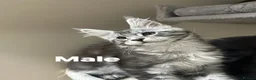 Maine Coon cats for sale: Licensed breeder-maine coon kittens - Advert 17