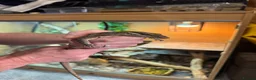 Monitor reptiles for sale: Kimberley Monitor  in Leigh - Advert 1