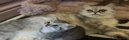 British Shorthair cats for sale: BSH LOOK AT LIKE (EXOTIC SHORTHAIR CROSS)  in Shifnal - Advert 3