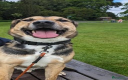 Mixed Breed dogs for adoption: Beautiful Kobie looking for his forever home - Image 3
