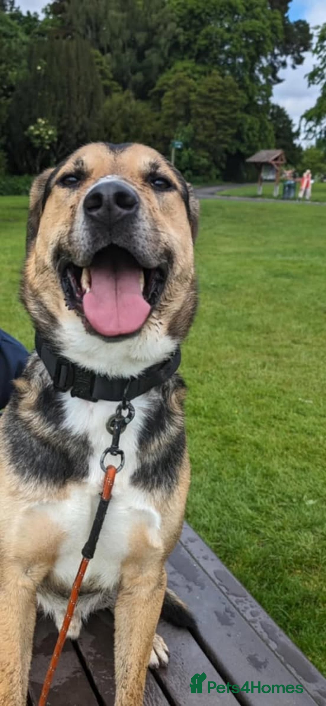Mixed Breed dogs for adoption: Beautiful Kobie looking for his forever home - Image 3