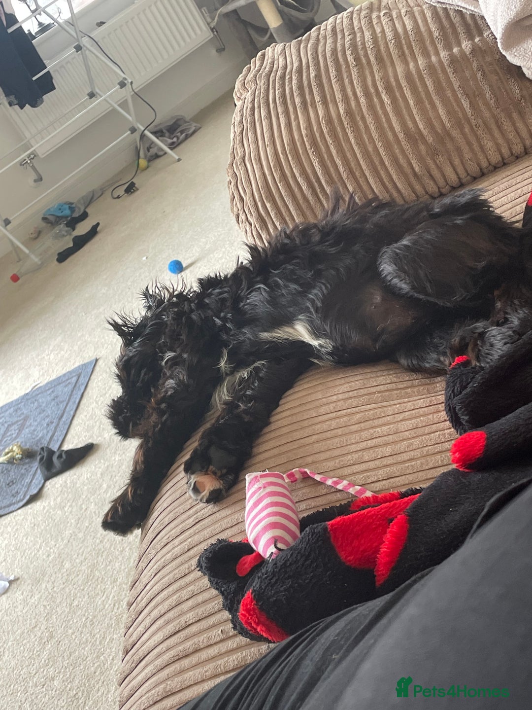 Cockapoo dogs for sale: Manny  - Image 17