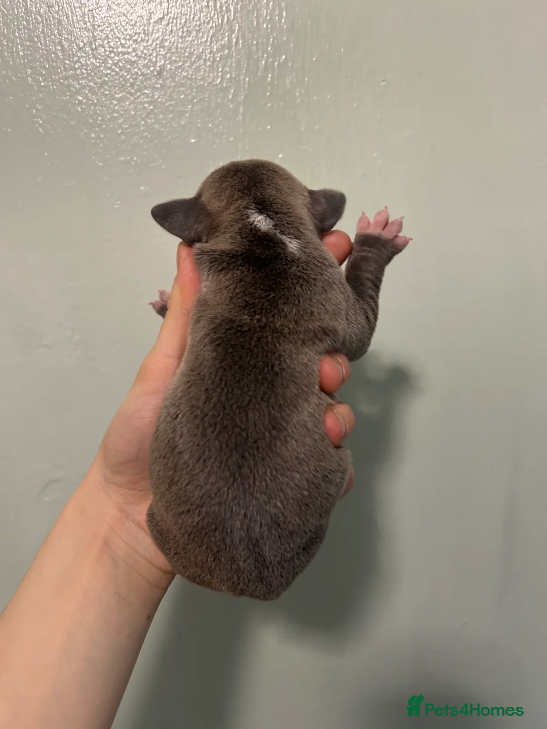 Staffordshire Bull Terrier dogs for sale: Staffordshire bull terrier puppies  - Advert 17