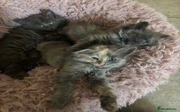 Mixed Breed cats for sale: Fluffy Turkish Angora mixed breed kittens  - Image 11