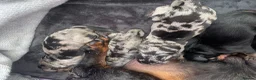 Mixed Breed dogs for sale: 5 beautiful dachshund cross brussels griffon pups  - Advert 11