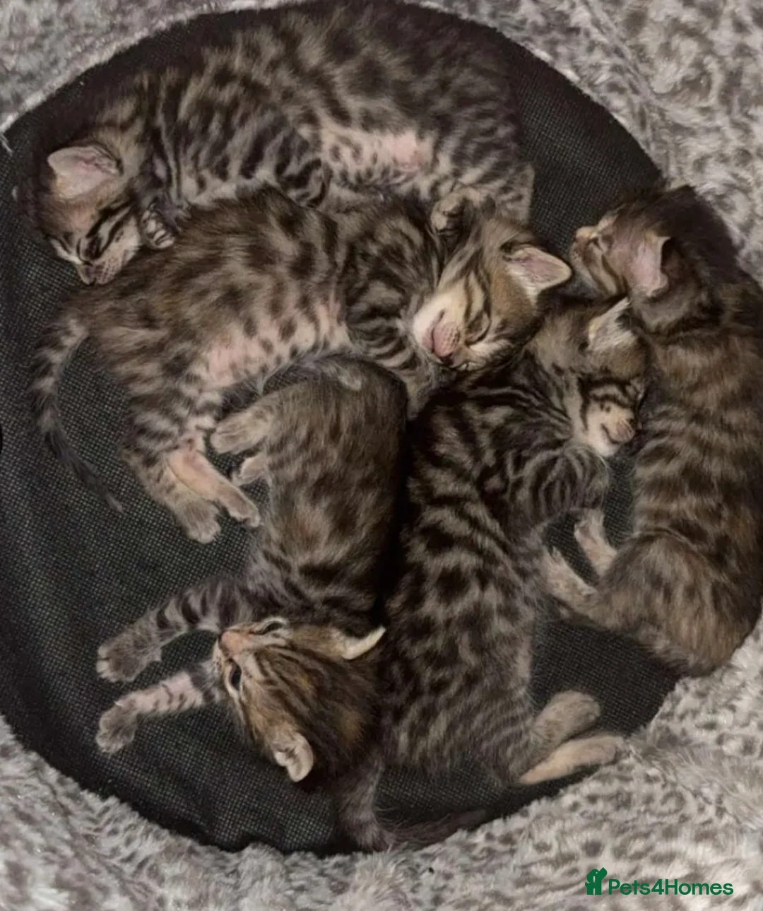 Mixed Breed cats for sale: Mixed Bengal/savanna  in Bradford - Advert 2