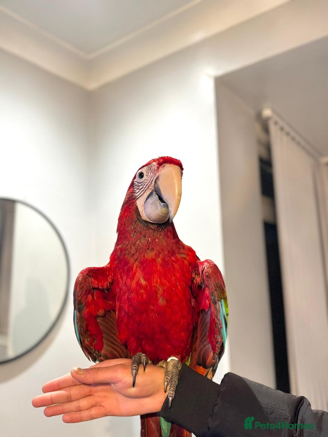 Budgerigars birds for sale: PLAYFUL BABY GREENWING MACAW - Image 2