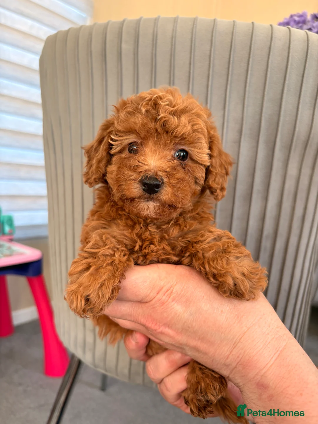 Shihpoo dogs for sale: 6 beautiful shihpoo puppies - Advert 1