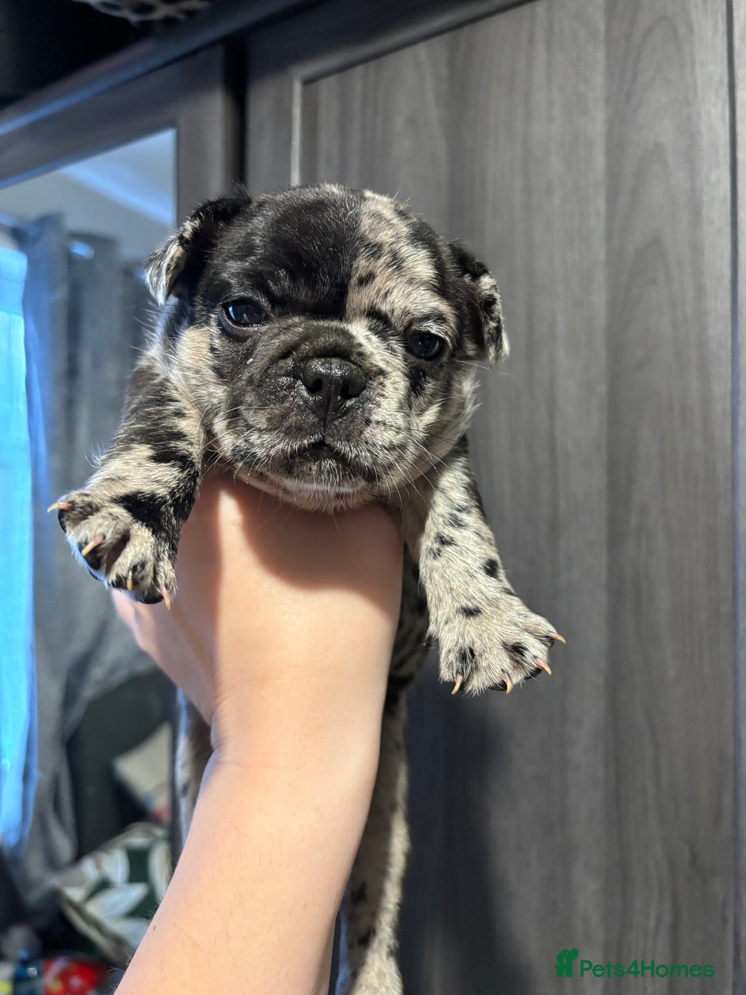 French Bulldog dogs for sale: French bulldog puppies  - Image 22