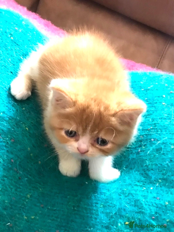 Scottish Fold cats Three Scottish Fold Kittens for sale - Advert 2