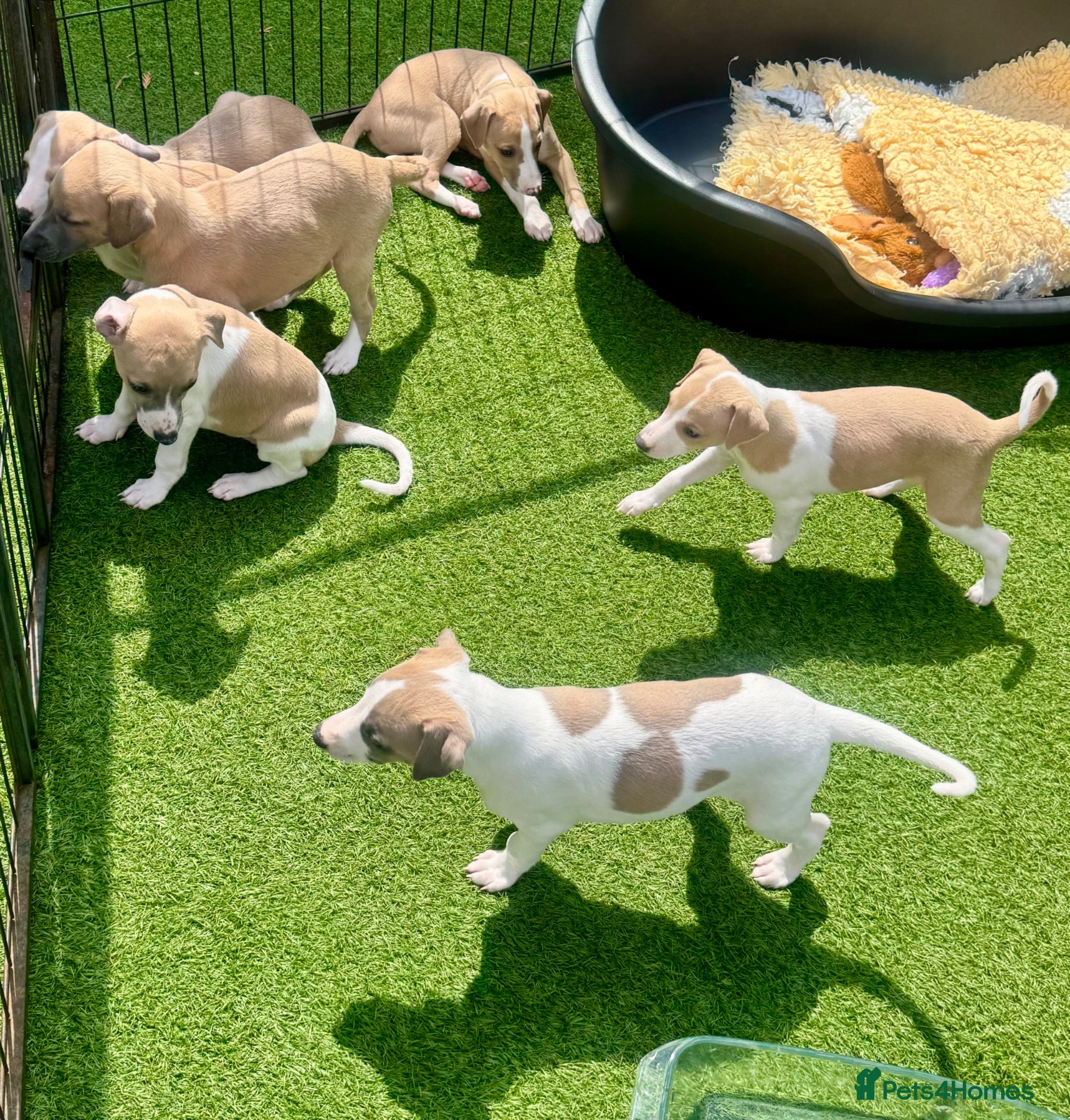 Whippet dogs Beautiful whippet babies! - Advert 2