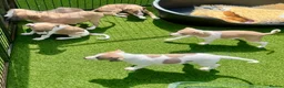 Whippet dogs for sale: Beautiful whippet babies! in Ashton-under-Lyne - Advert 4