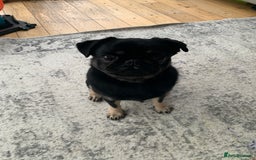 Pug dogs for sale: Molly the Pug - Advert 3