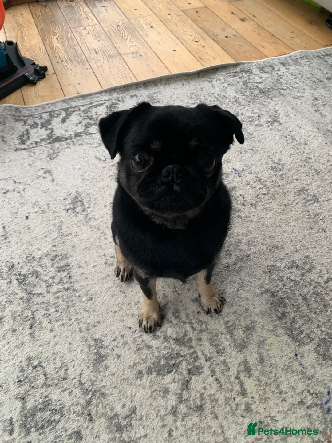 Pug dogs for sale: Molly the Pug - Advert 3