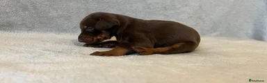 Dobermann Puppy 2