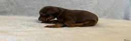 Dobermann dogs for sale: European American mix - Advert 19