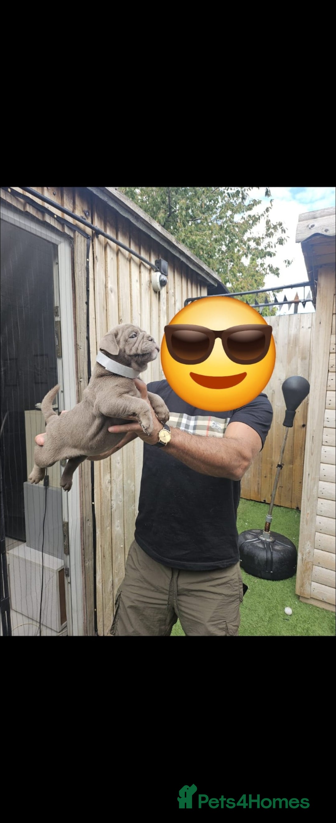 Olde English Bulldogge dogs for sale: Olde English bulldogge  - Image 6