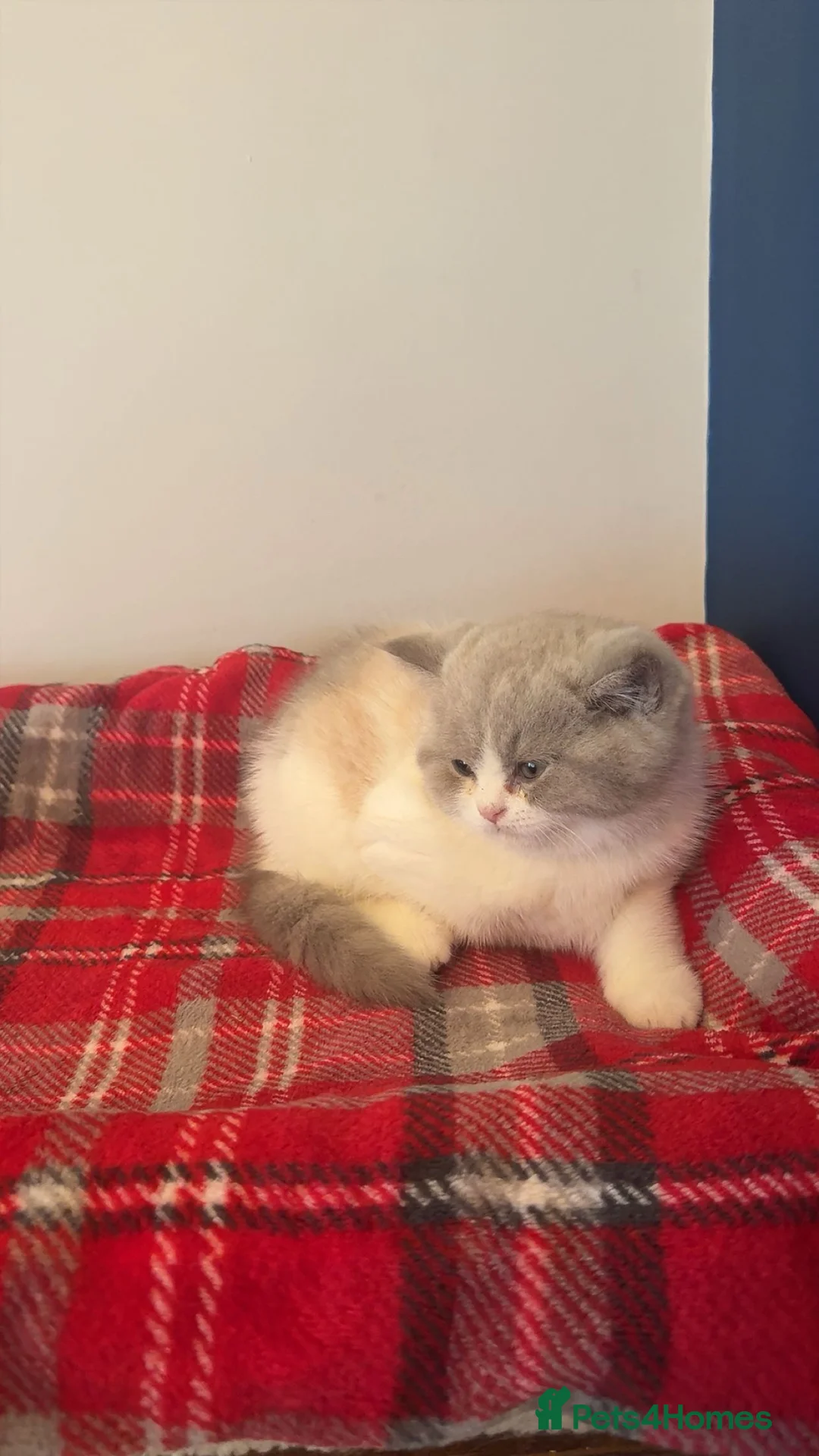British Shorthair cats for sale: Stunning GCCF registered Lilac Tortie  - Advert 6