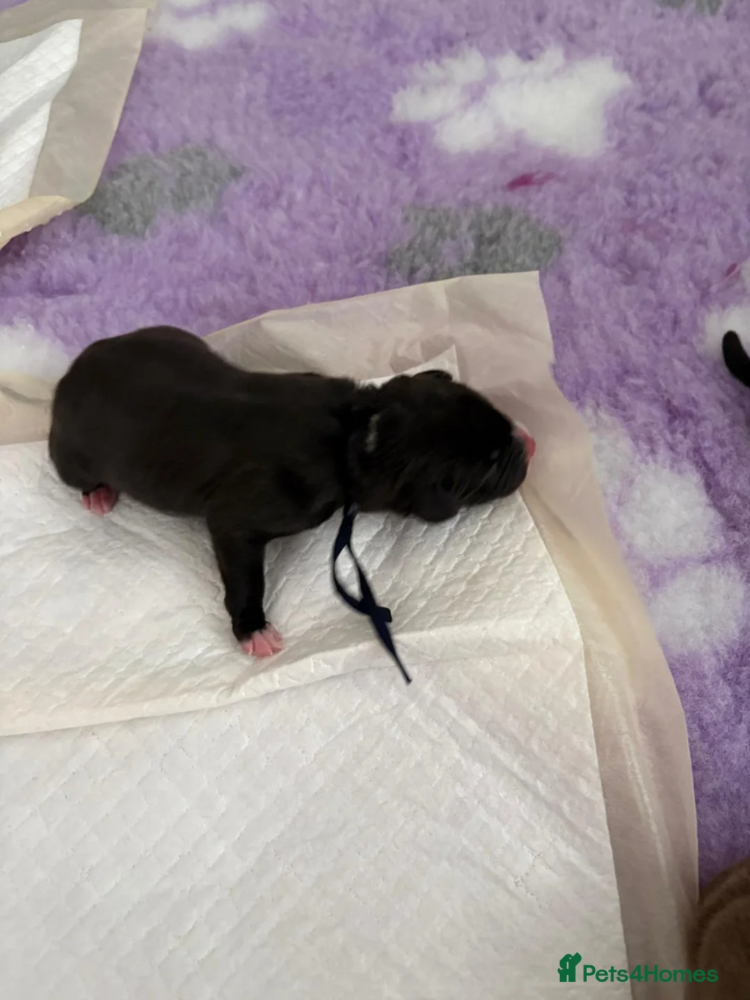 Staffordshire Bull Terrier dogs for sale: Gorgeous staff pups  in London - Advert 2