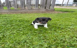 Jack Russell dogs for sale: Jack Russell pups - Image 13