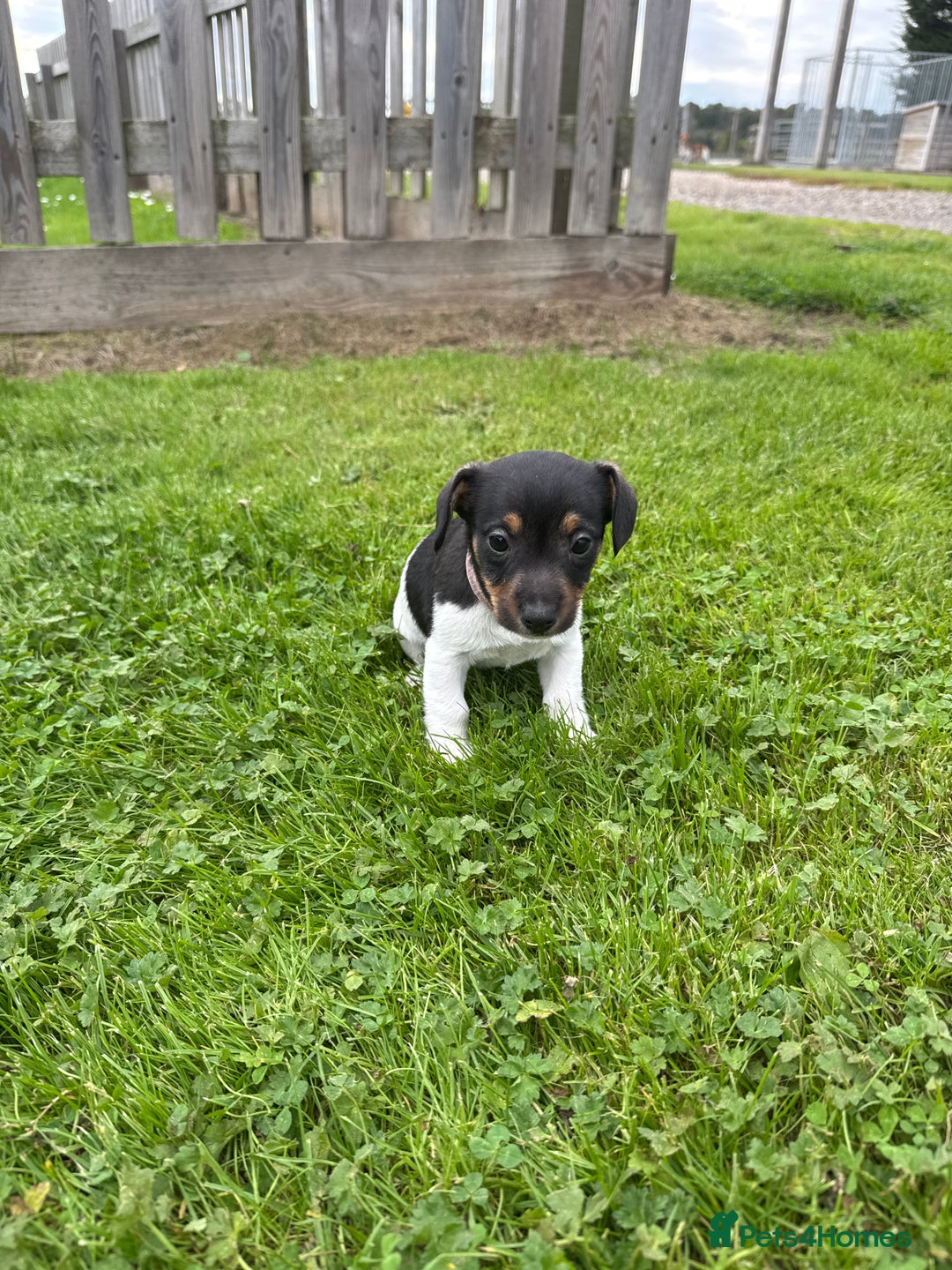 Jack Russell dogs for sale: Jack Russell pups - Image 13