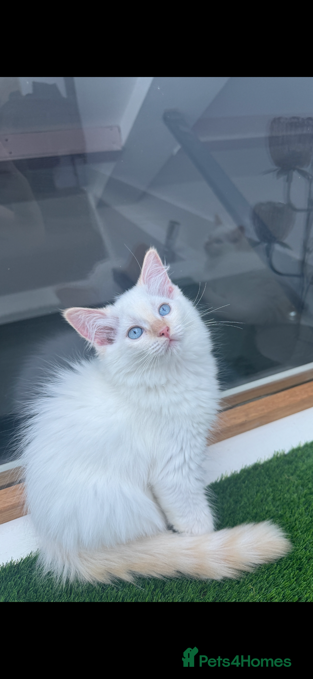 Ragdoll cats for sale: 4 FLAME POINT RAGDOLL KITTENS- 2 ALREADY SOLD!!!! - Image 18