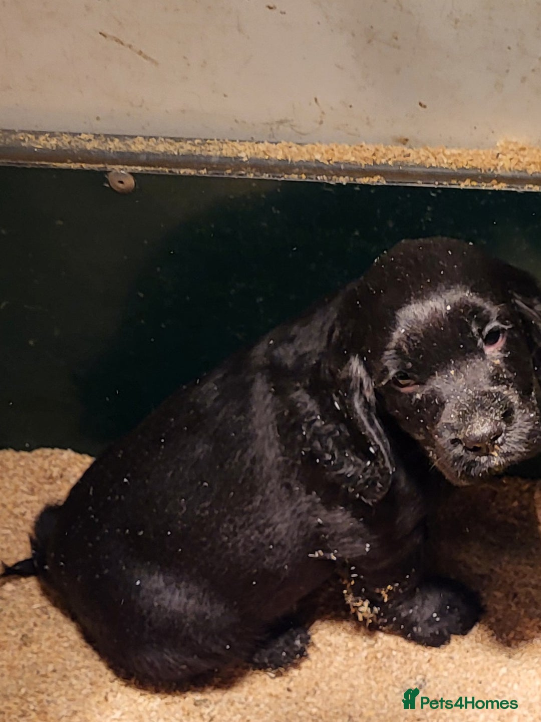 Cocker Spaniel dogs for sale: Cocker spaniel puppies  - Advert 5