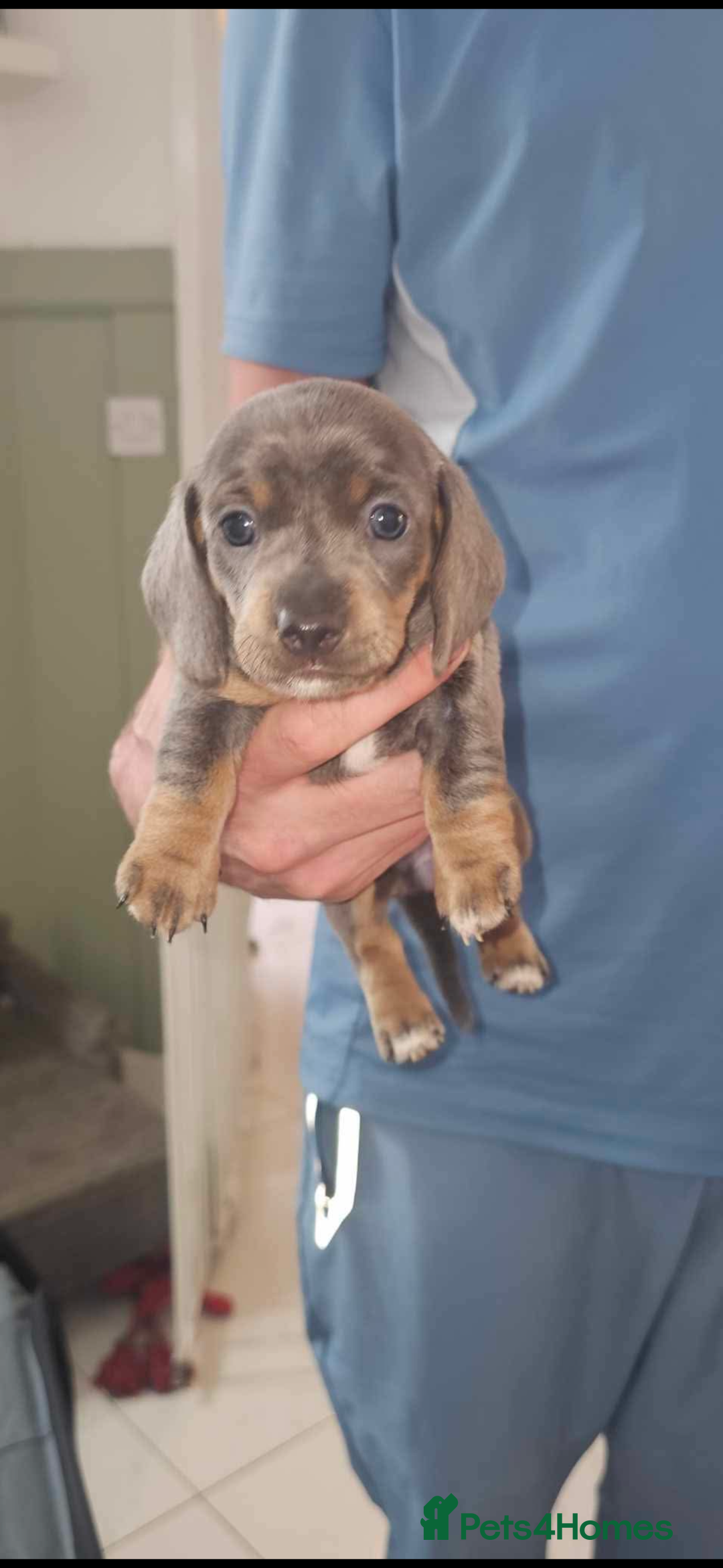 Miniature Dachshund dogs for sale: Beautiful Miniature Dauschaund  in Bradford - Image 12