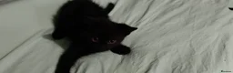 Mixed Breed cats for sale: 3 beautiful kittens £70 each  - Advert 5