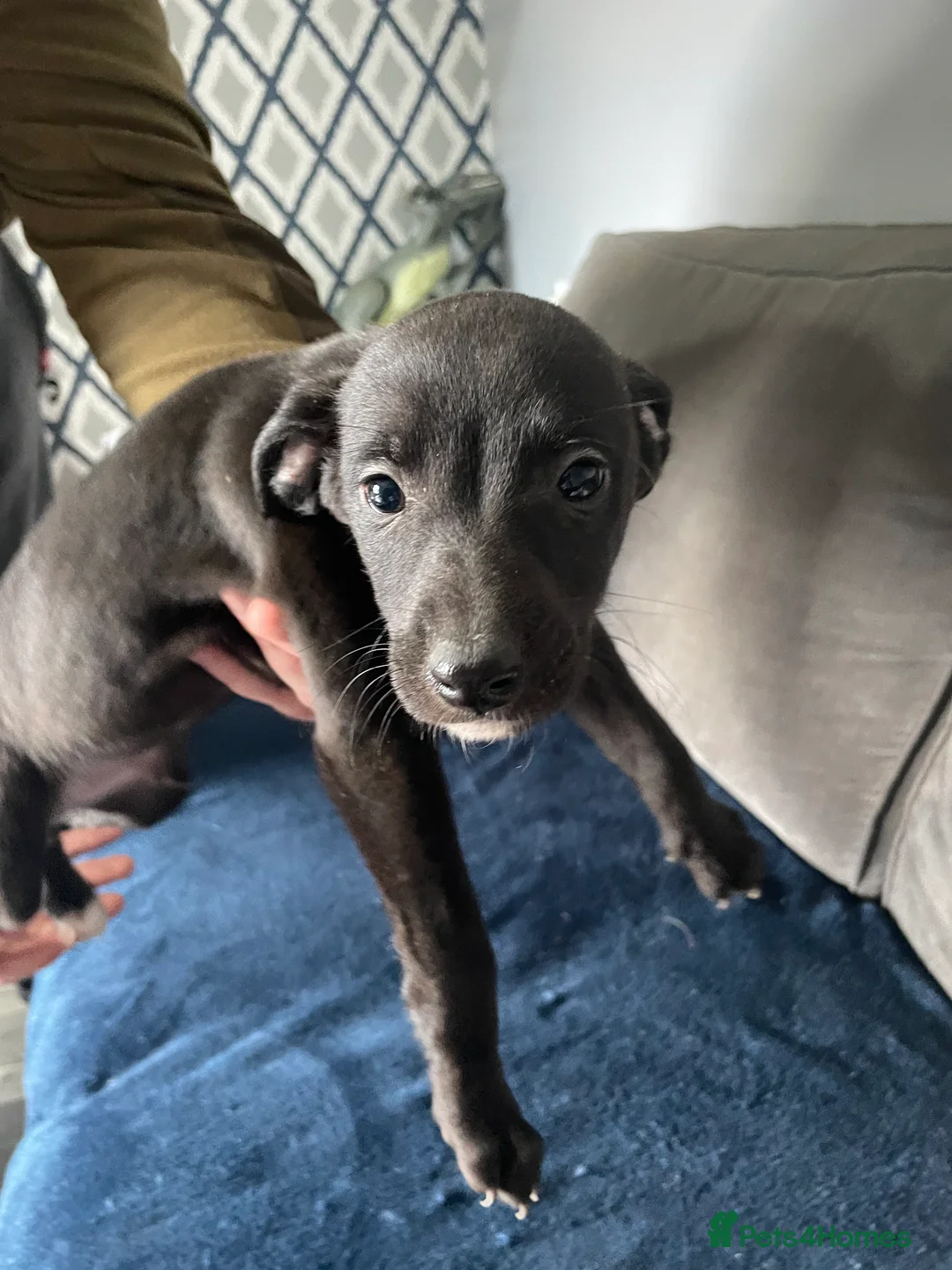 Whippet dogs for sale: Stunning whippet puppies - Advert 2