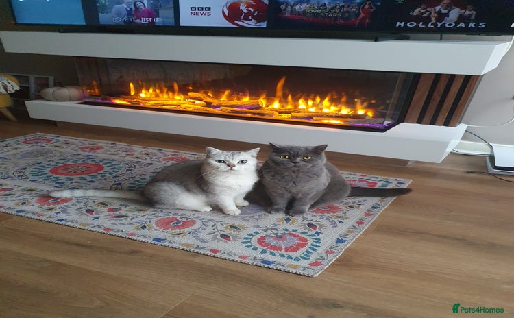British Shorthair cats - Advert 9